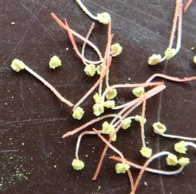  Stamens